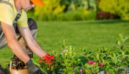 Caucasian Gardener Planting New Flowers in the Backyard Garden (R) (S)