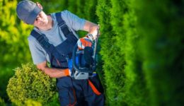 Gardener with Gasoline Hedge Trimmer Shaping Wall of Thujas