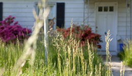 Long Grass Outside Abandoned Cape Cod Single Family Home Maryland