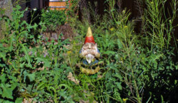 Gnome Disgusted by Overgrown Yard